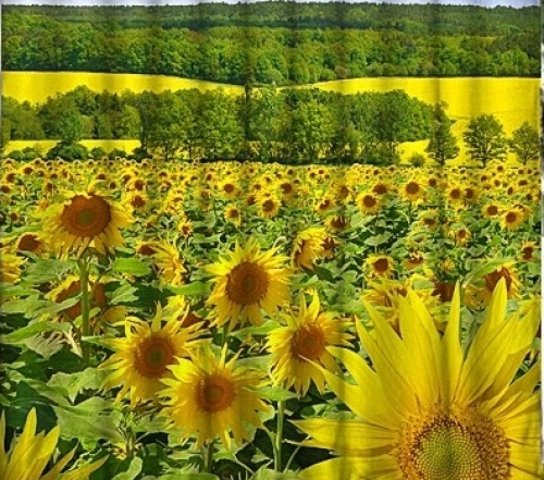 Фототюль Весенний луг