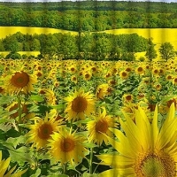 Фототюль Весенний луг